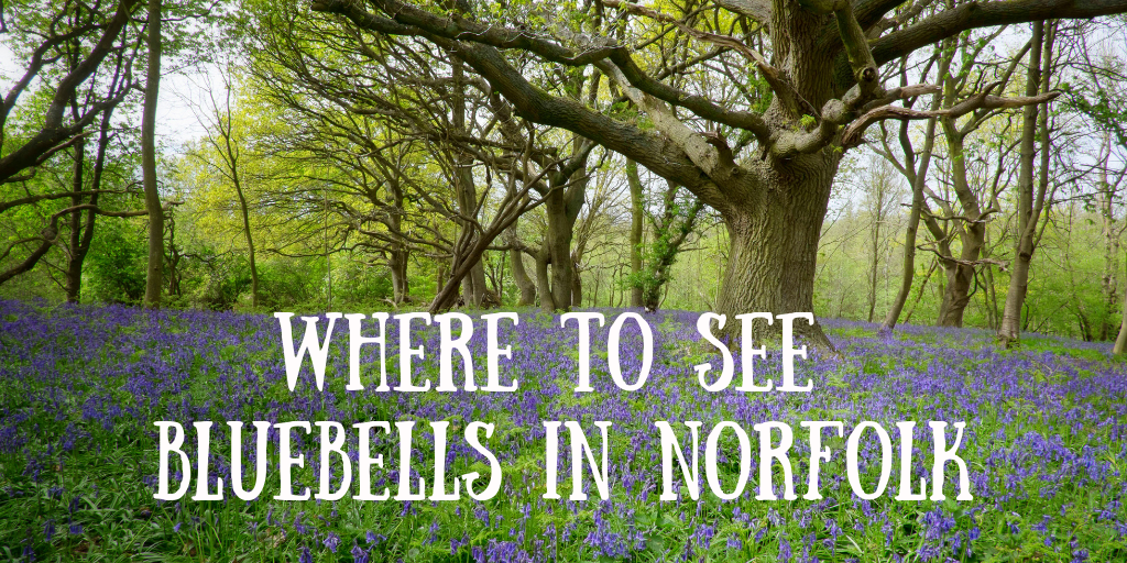 Where to See Bluebells in Norfolk